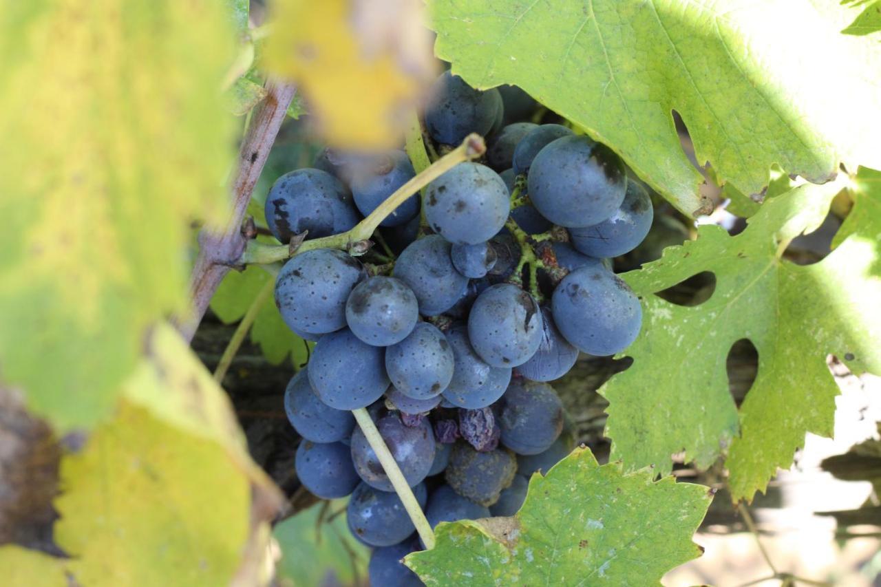 La Striscia Wine Resort Ареццо Екстер'єр фото