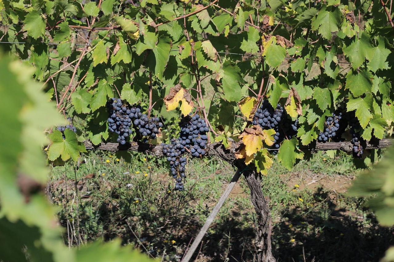 La Striscia Wine Resort Ареццо Екстер'єр фото